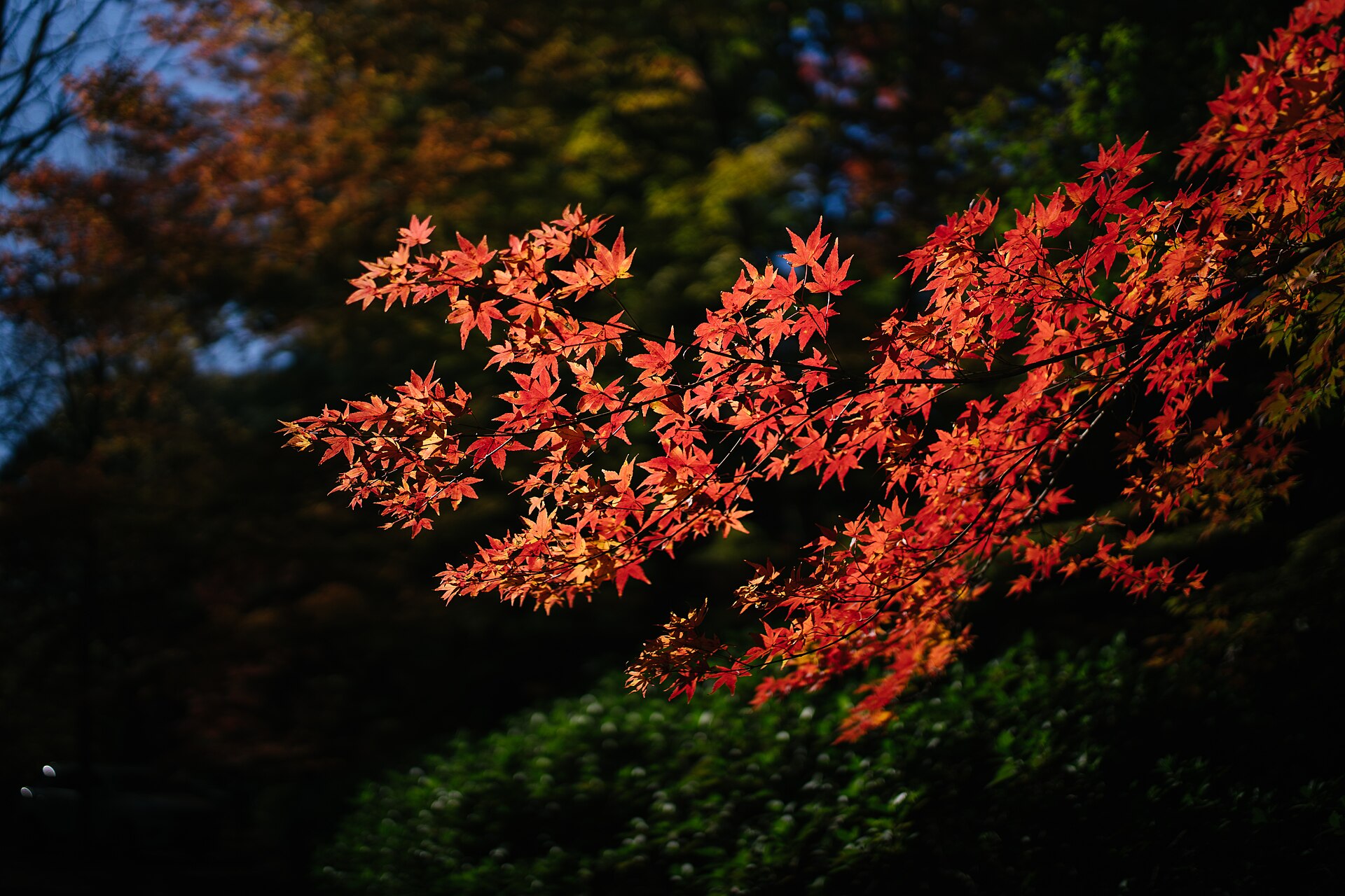 Deciduous trees in full autumn colour at Mount Wilson