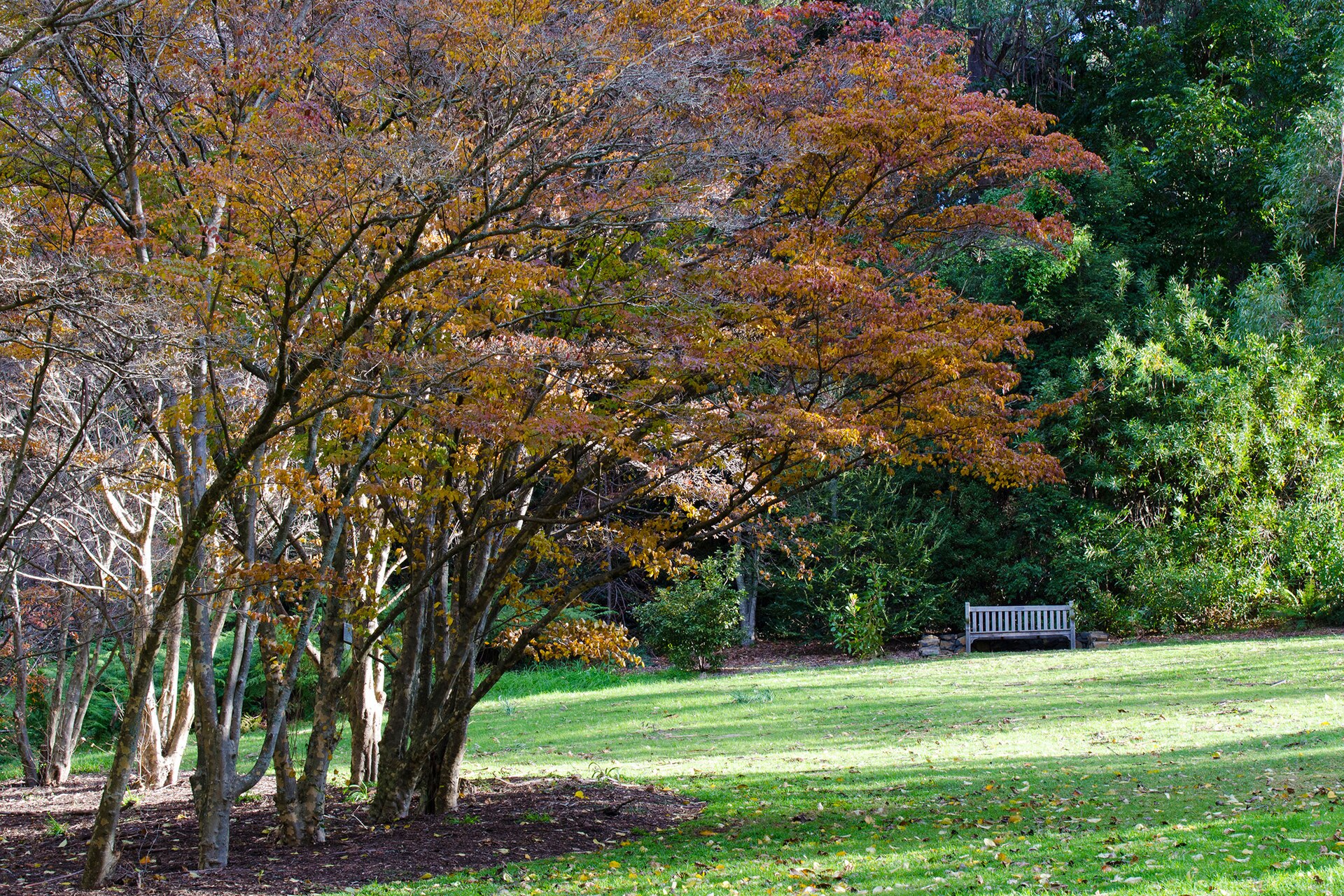 Planted beds and lawns at the Blue Mountains Botanic Garden, Mount Tomah